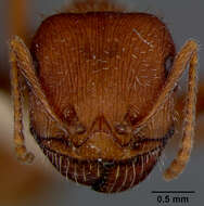 Image of Western Harvester Ant