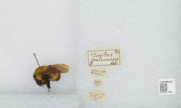 Image of Bombus melanurus Lepeletier 1836