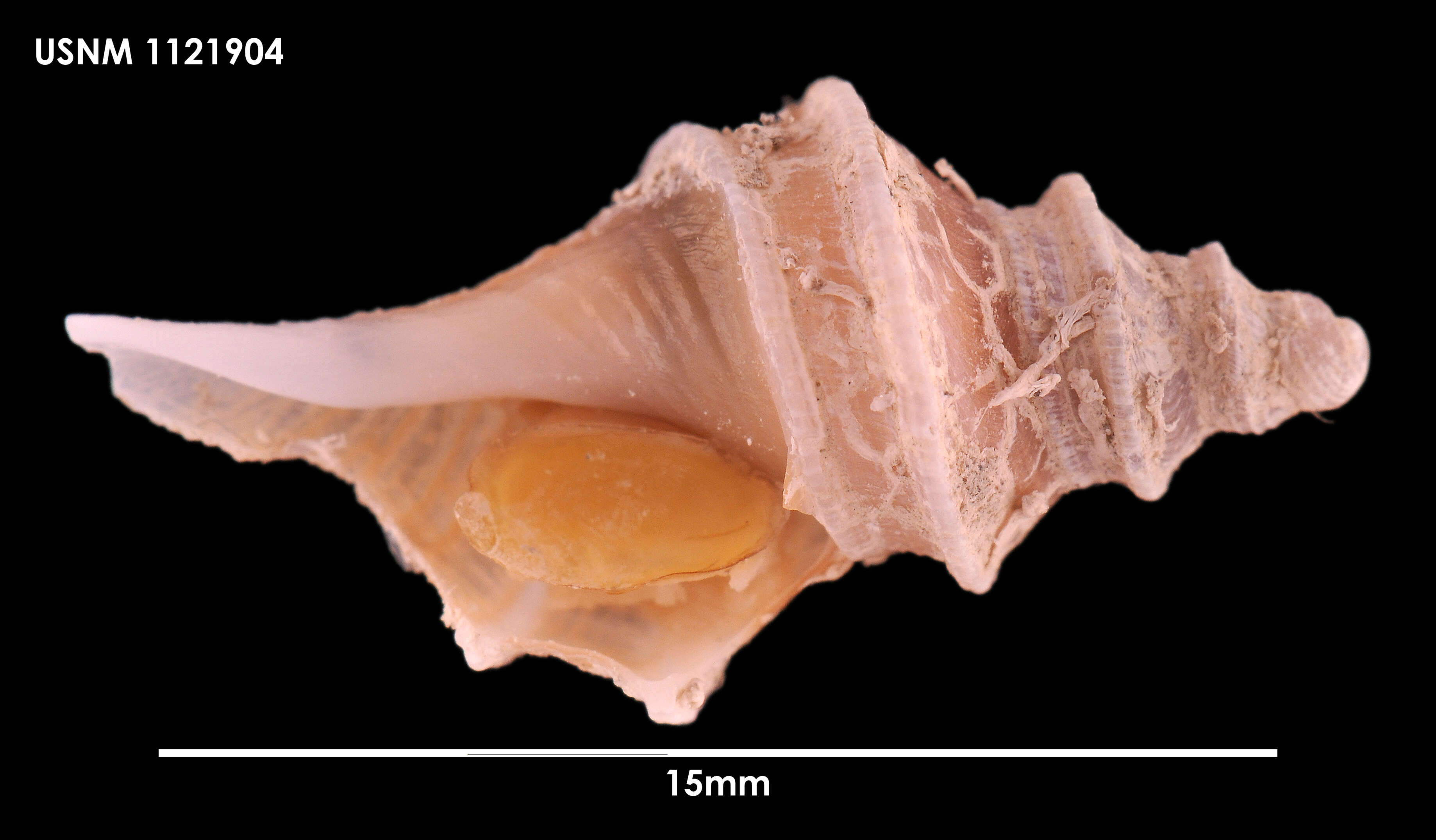 Plancia ëd Aforia multispiralis Dell 1990