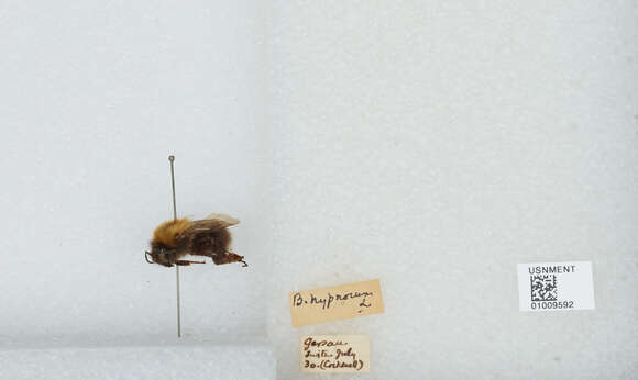 Image of Bombus hypnorum (Linnaeus 1758)