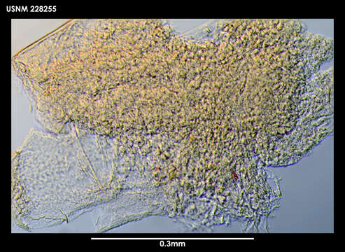 Image of Gongylophysema asetosum Grygier 1987