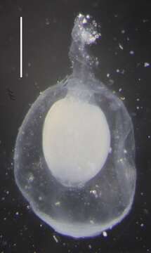 Image of Apolemia rubriversa Siebert, Pugh, Haddock & Dunn 2013