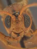 Image of Opheltes glaucopterus barberi Cushman 1924