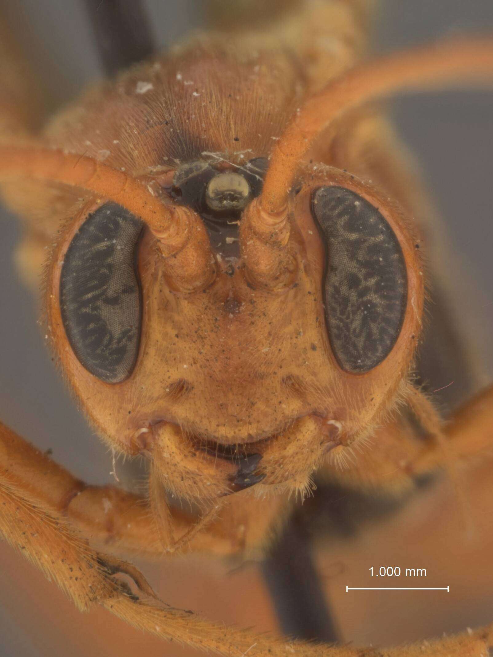 Image of Opheltes glaucopterus barberi Cushman 1924