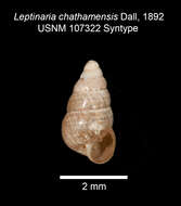 Image of Tornatellides chathamensis (Dall 1892)