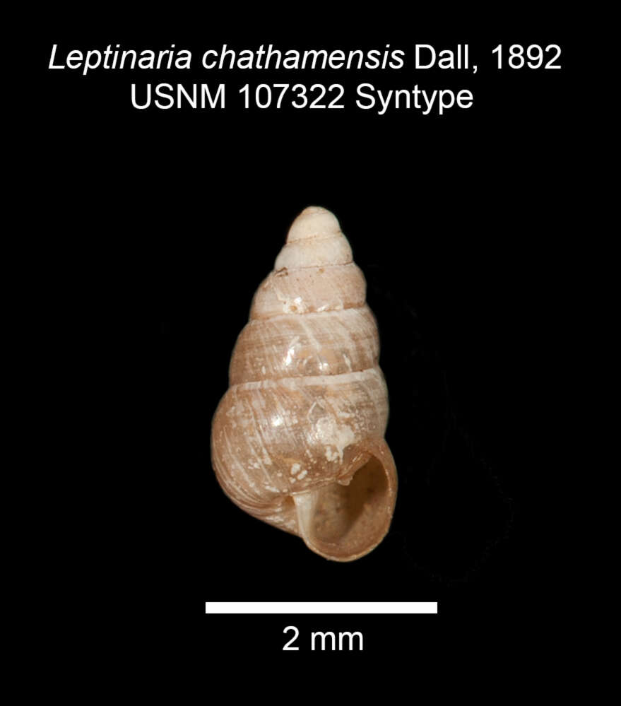 Image de Tornatellides chathamensis (Dall 1892)