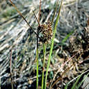 Image de Carex wahuensis subsp. wahuensis