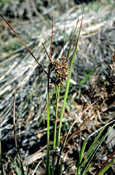 Image of Herbst's sedge