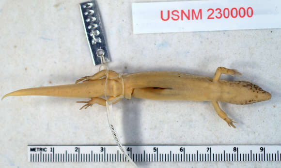 Image of Lauan Ground Skink