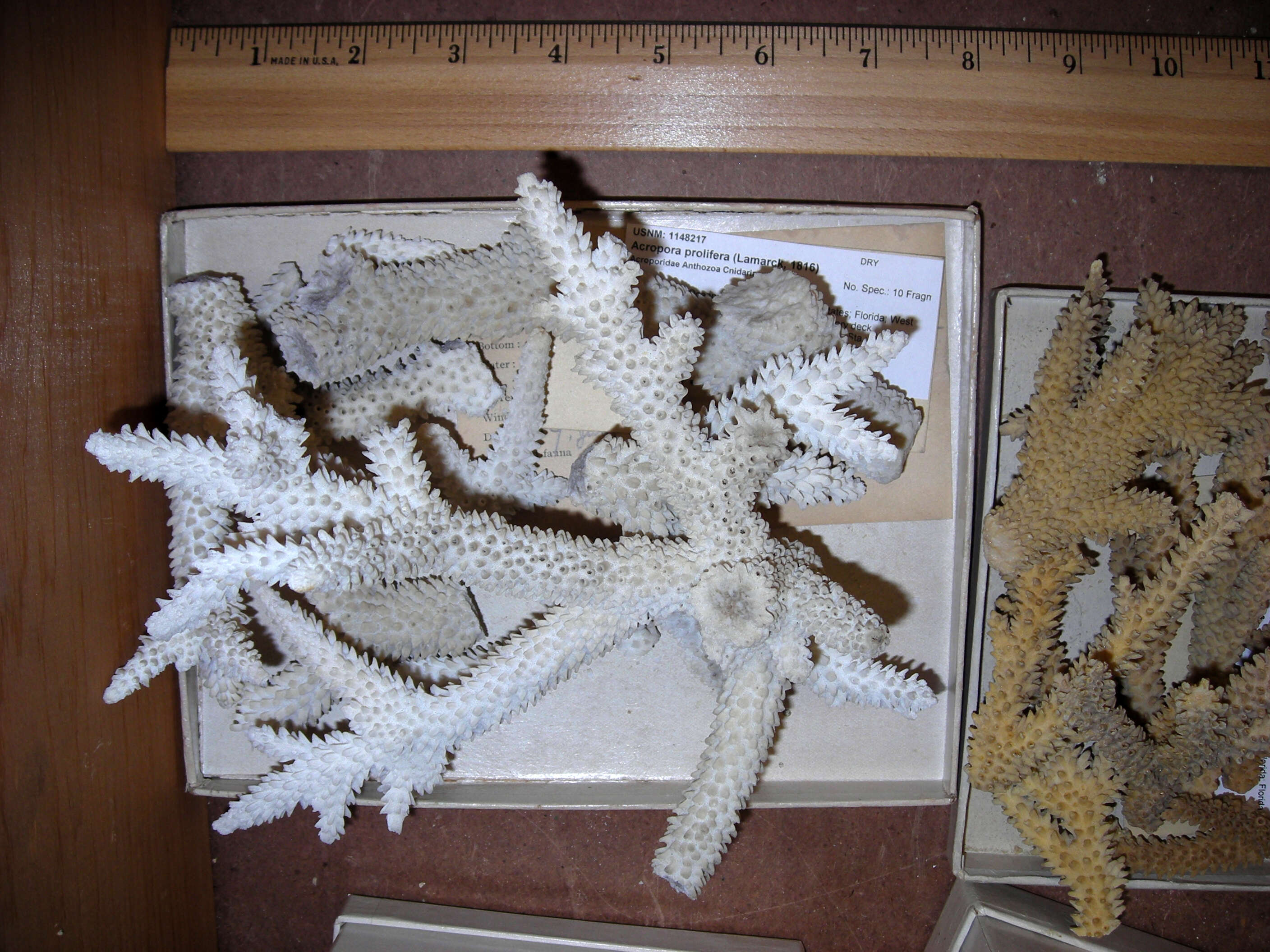 Image of Eight-ray finger coral