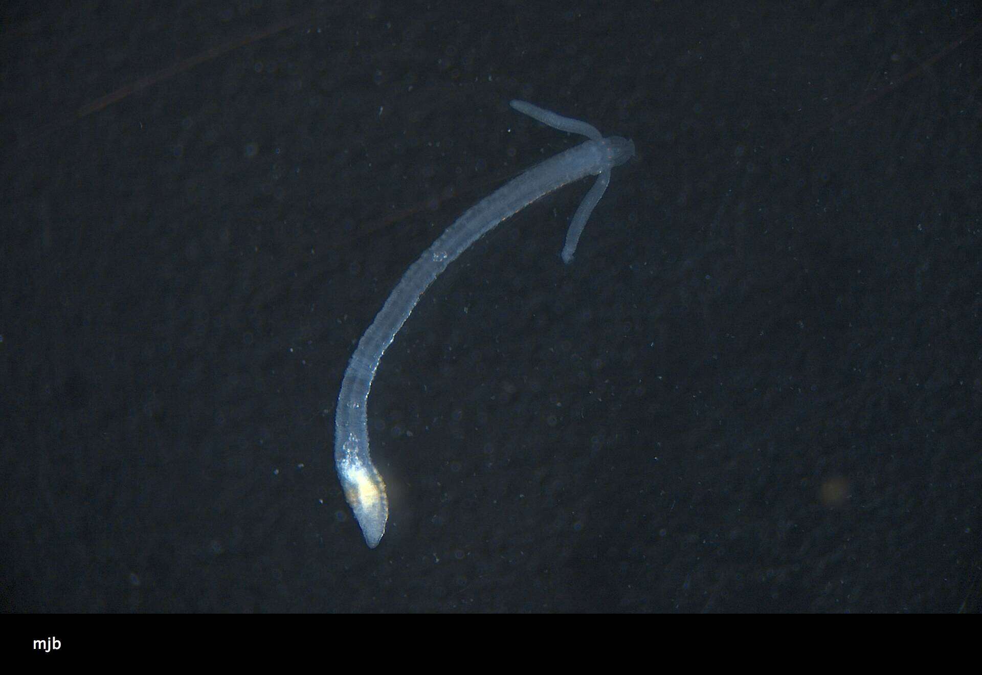 Image of Magelonidae