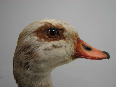 Image of Egyptian Goose