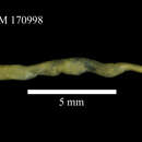 Image of peanut worm