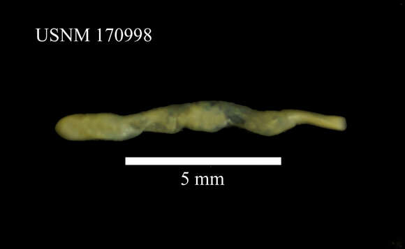 Image of peanut worm