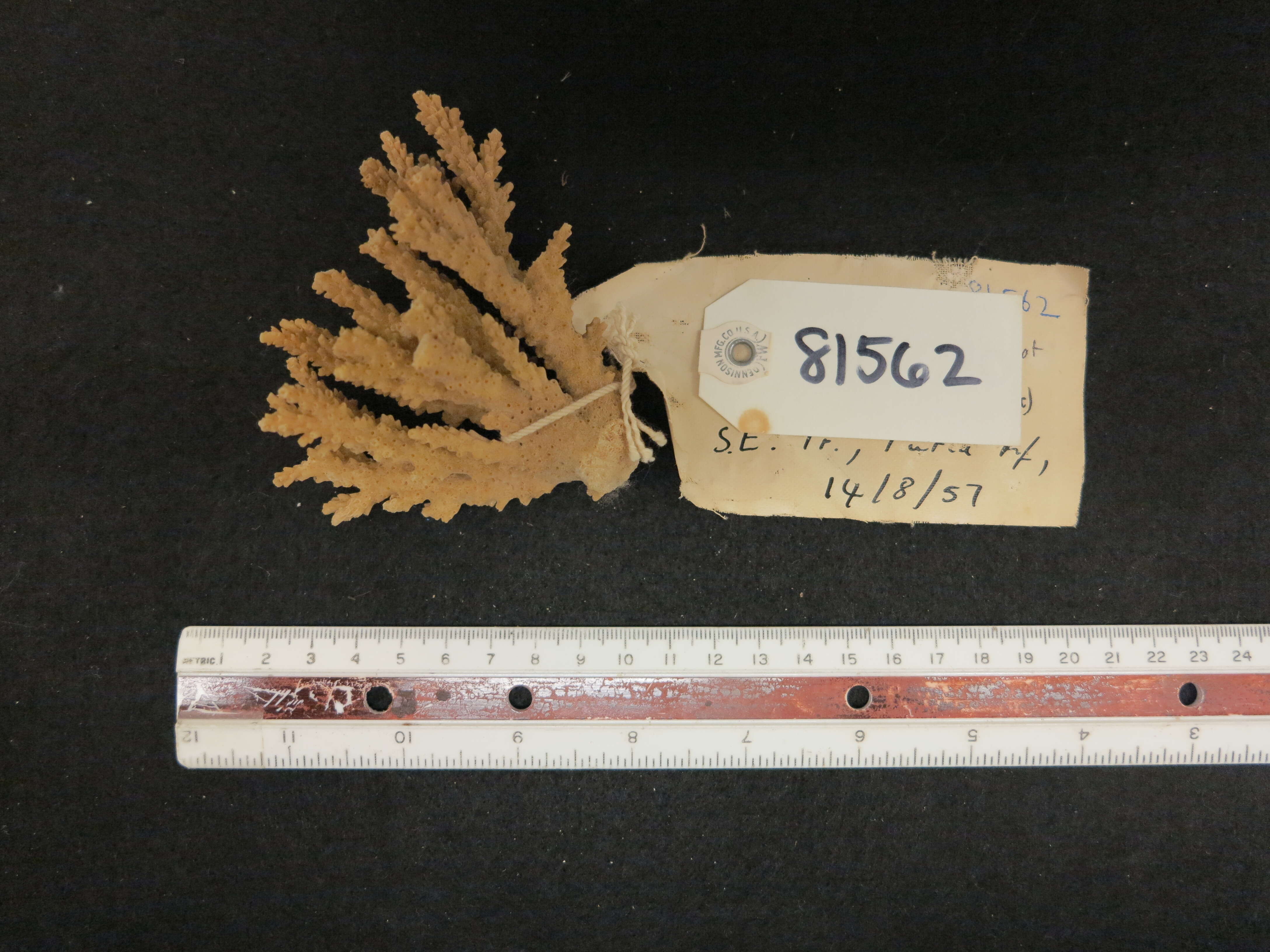 Image de Acropora secale (Studer 1878)