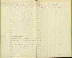 Empidonax difficilis Baird & SF 1858的圖片