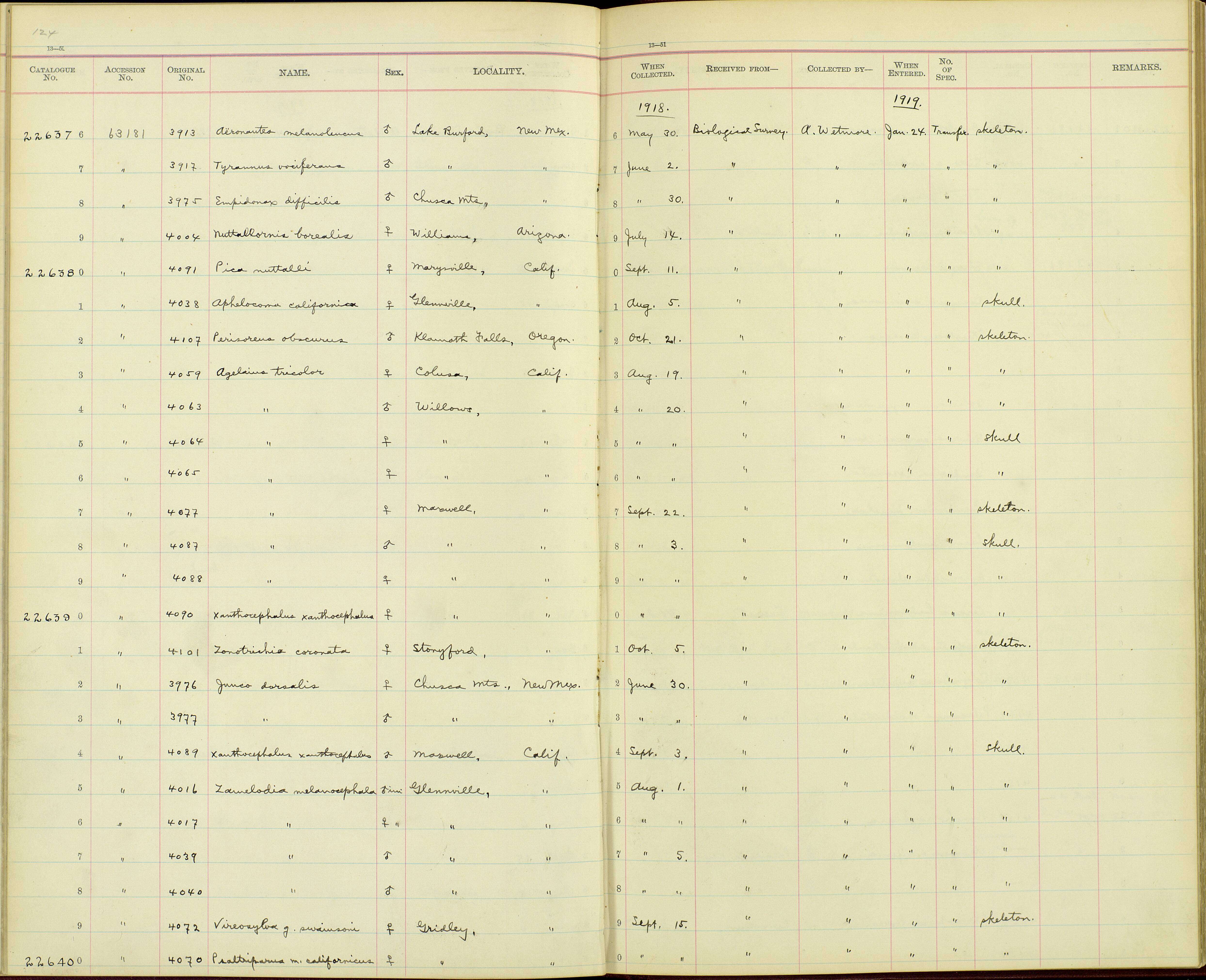 Empidonax difficilis Baird & SF 1858的圖片