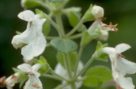 Image of mountain phyllostegia