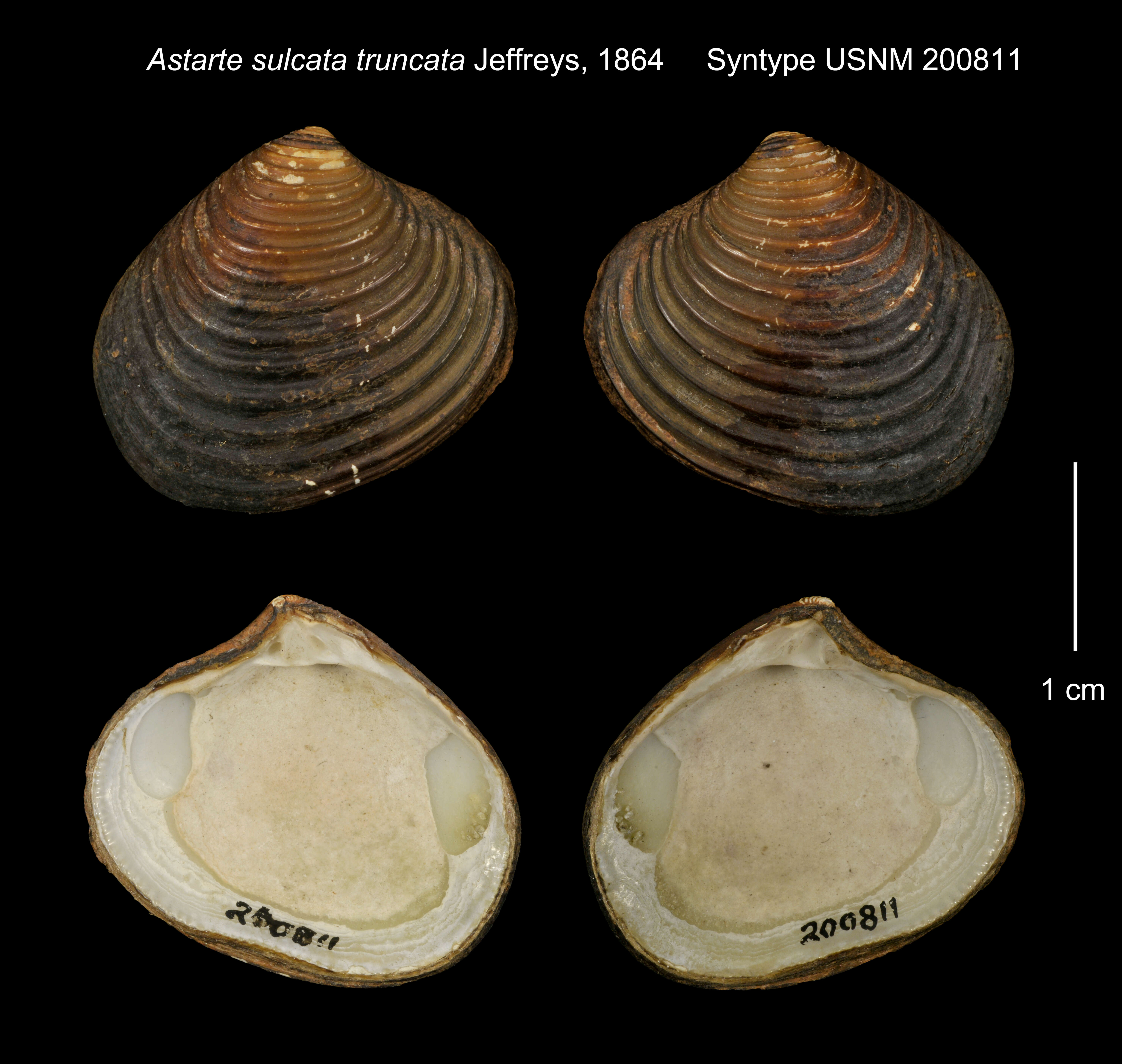 Image of Astarte sulcata var. truncata Jeffreys 1864
