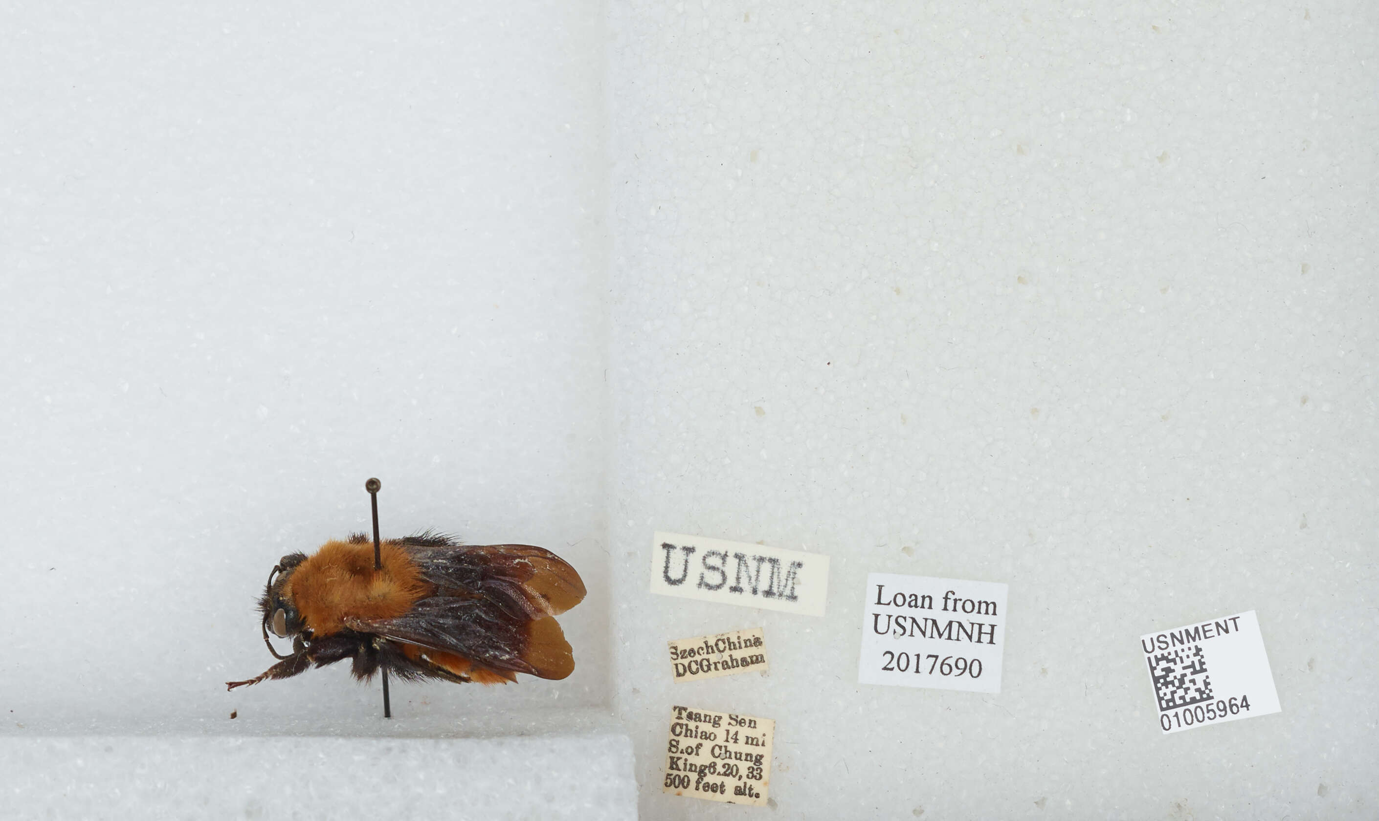 Image of Bombus atripes Smith 1852