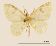 Image of Hydata opella Dognin 1923