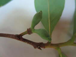 Image of Small-Flower Pawpaw