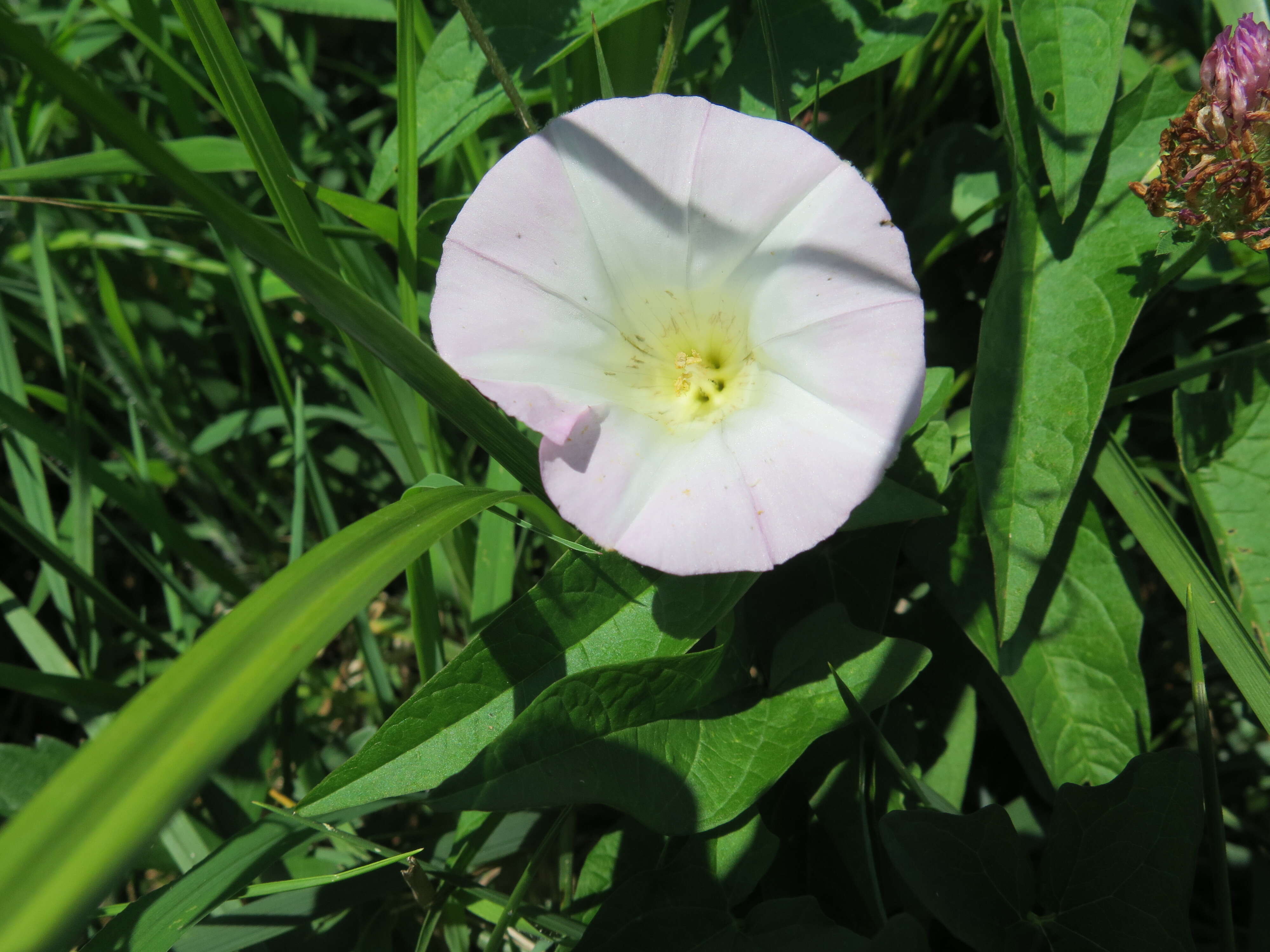 Image de Calystegia silvatica subsp. fraterniflora (Mackenzie & Bush) R. K. Brummitt