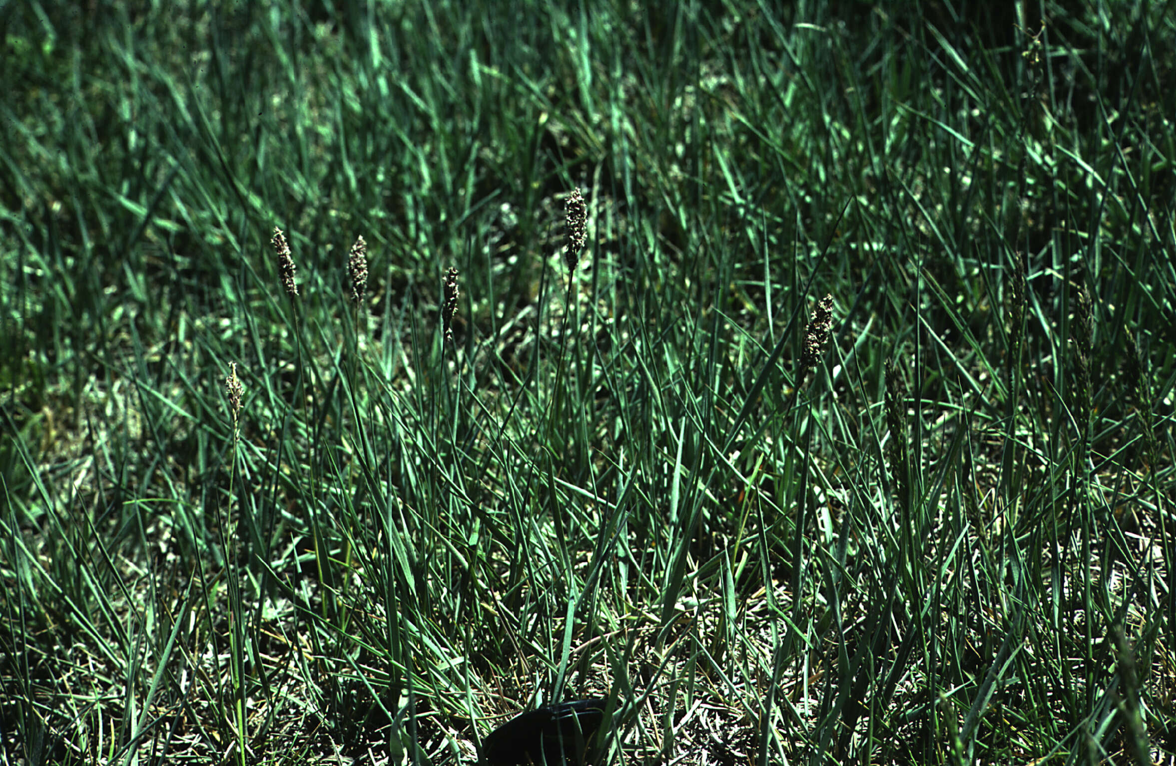 Image of San Bernardino bluegrass