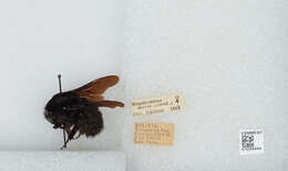 Image of Bombus morio (Swederus 1787)