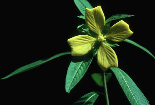 Image of Mexican primrose-willow