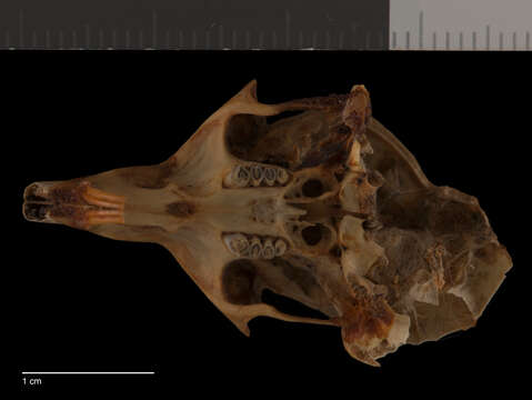 Sivun Dipodomys ordii montanus Baird 1855 kuva