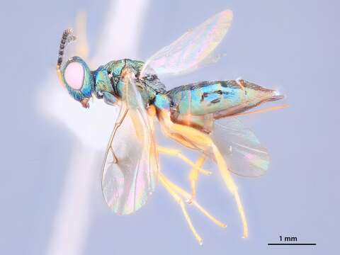 صورة Plutothrix ceonotalis Heydon 1997