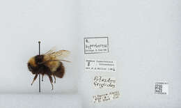 Слика од Bombus hyperboreus Schönherr 1809