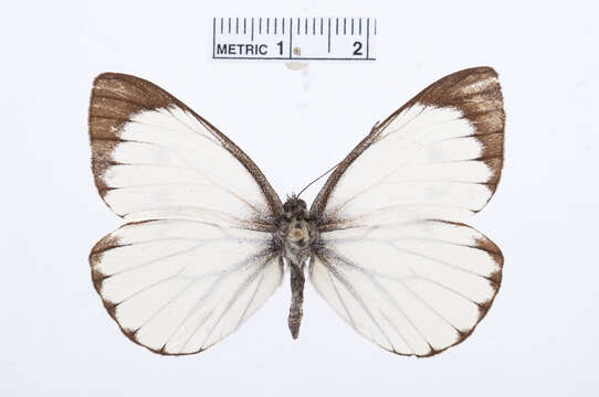 Image of Ethiopian Cabbage White