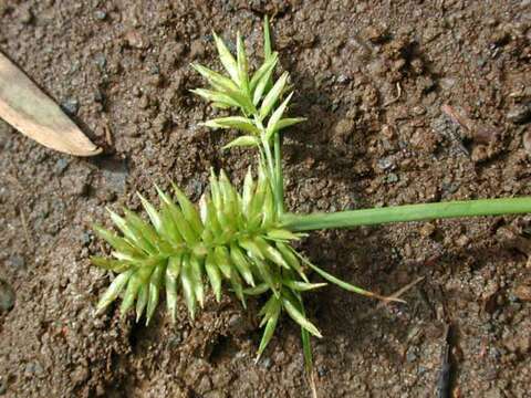 Cyperus meyenianus Kunth的圖片