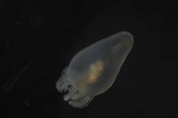 Image of Cerianthidae