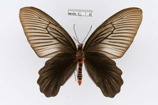 Image of Atrophaneura varuna (White 1842)