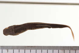 Image of Bluntnose Minnow