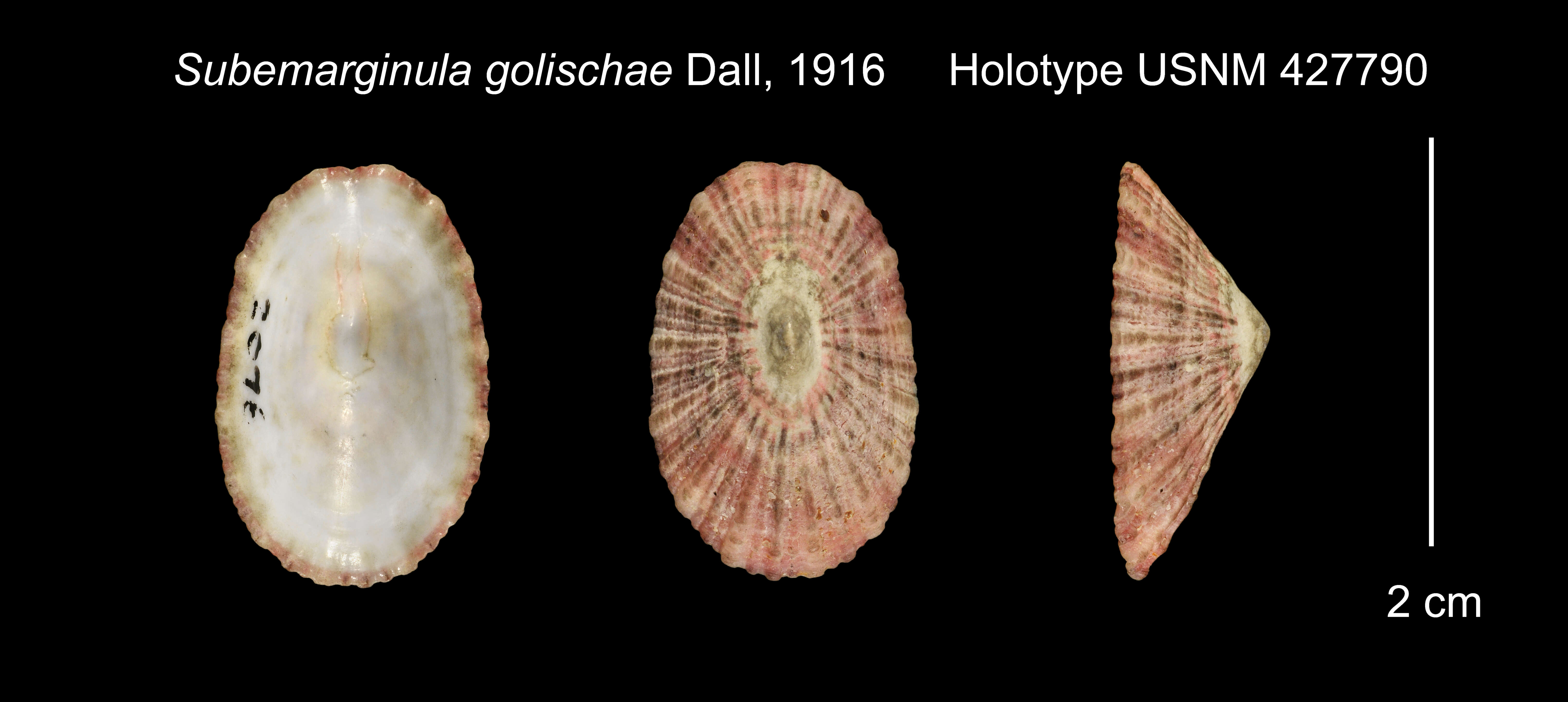 Image de Subemarginula Gray 1847