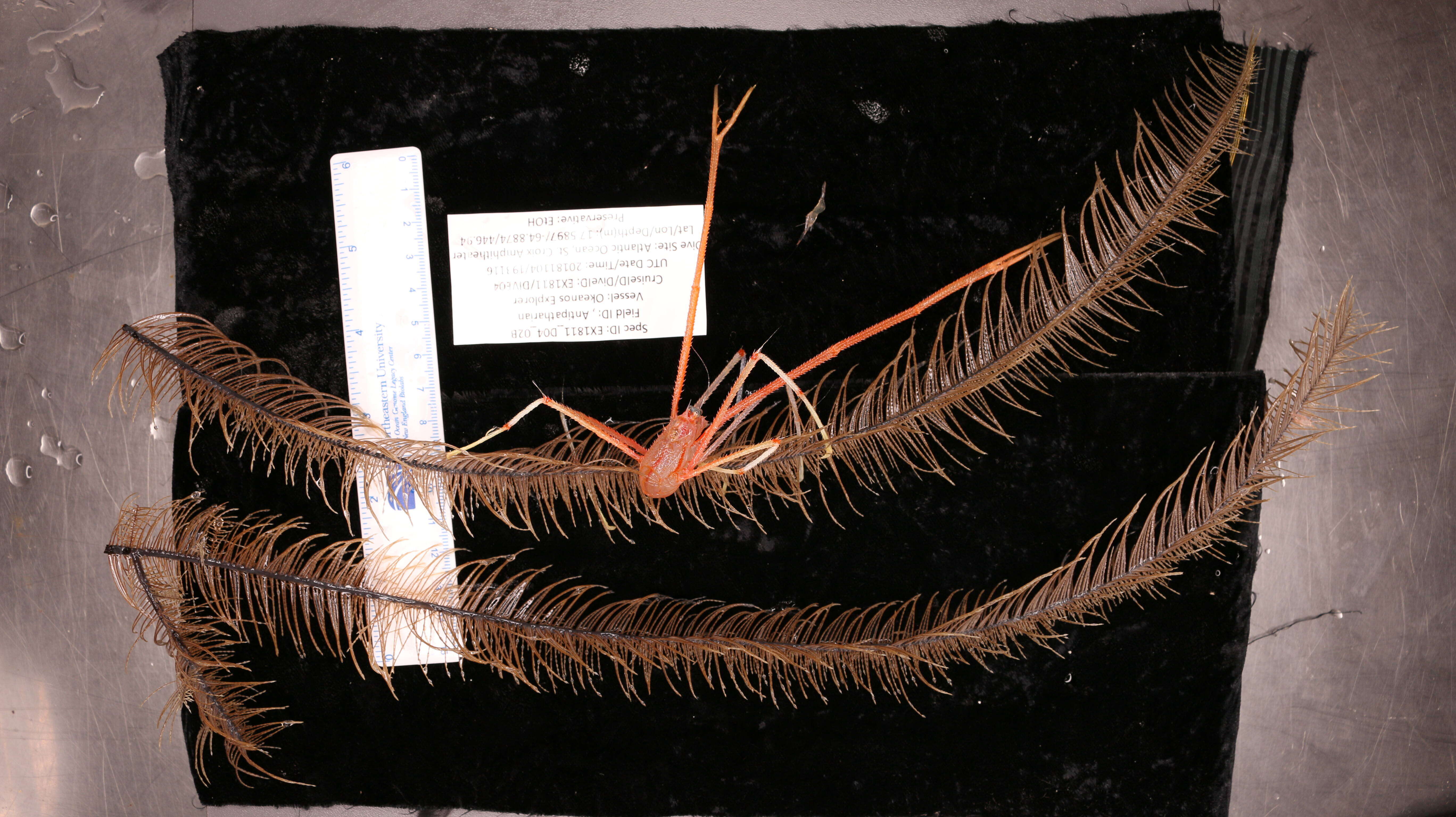 Image of Four-stick Black Coral