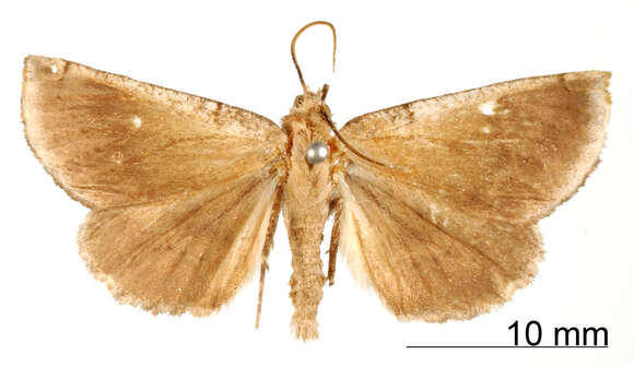 Image of Cnephora subfumata Dognin 1911