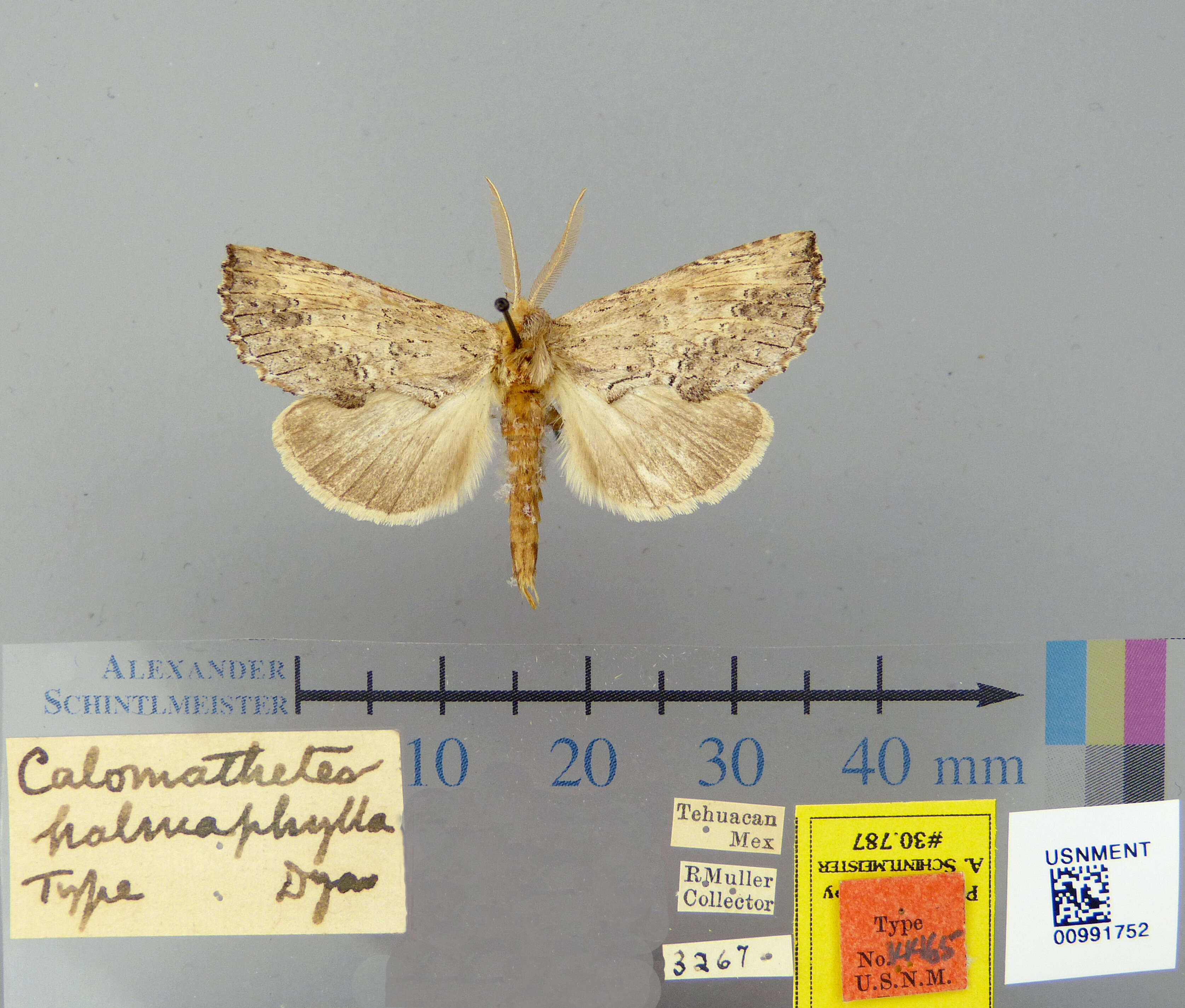 Image of Calomathetes halmaphylla Dyar 1913