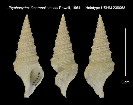 Image of Cryptogemma timorensis (Tesch 1915)