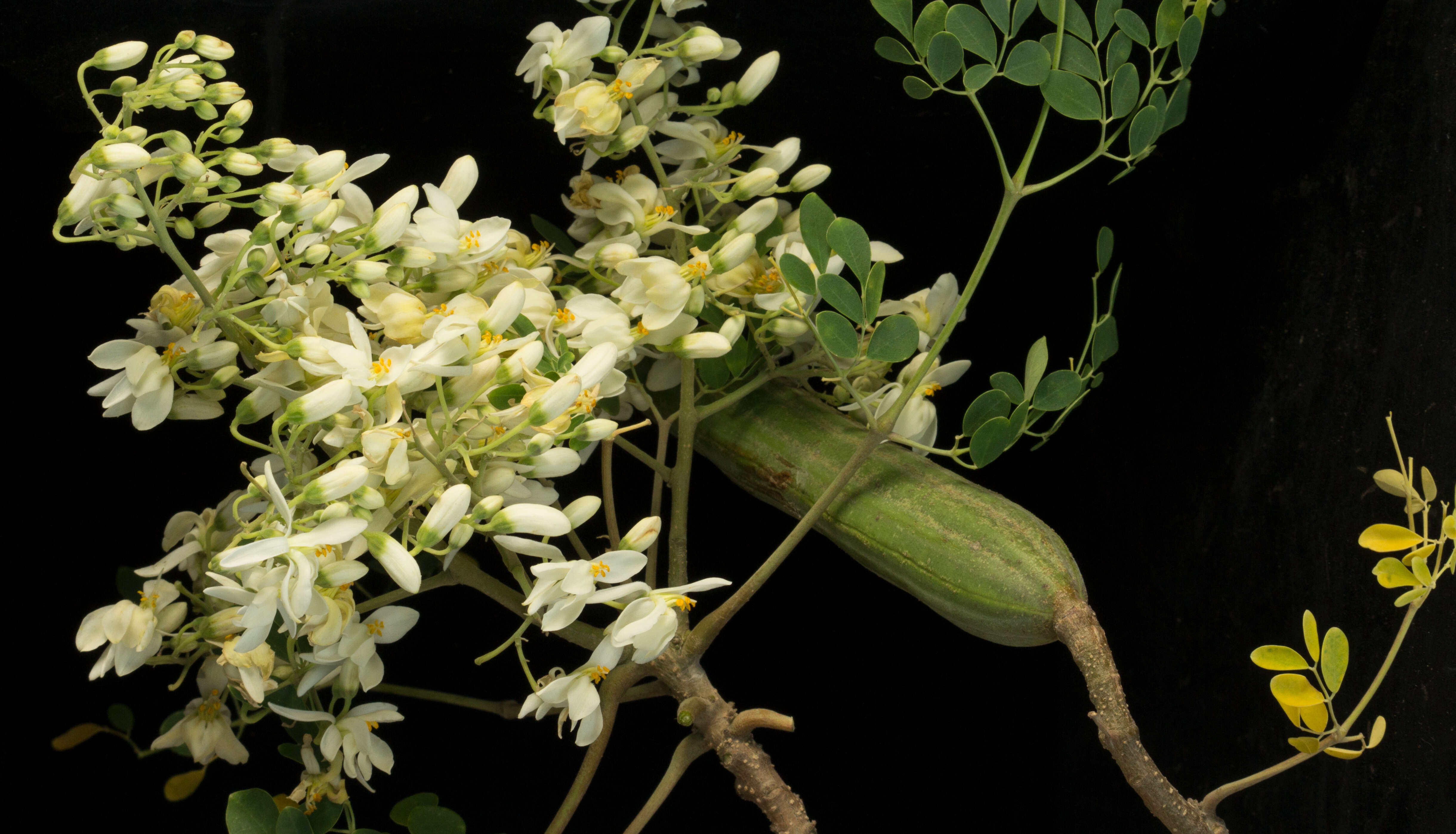 Imagem de Moringa oleifera Lam.