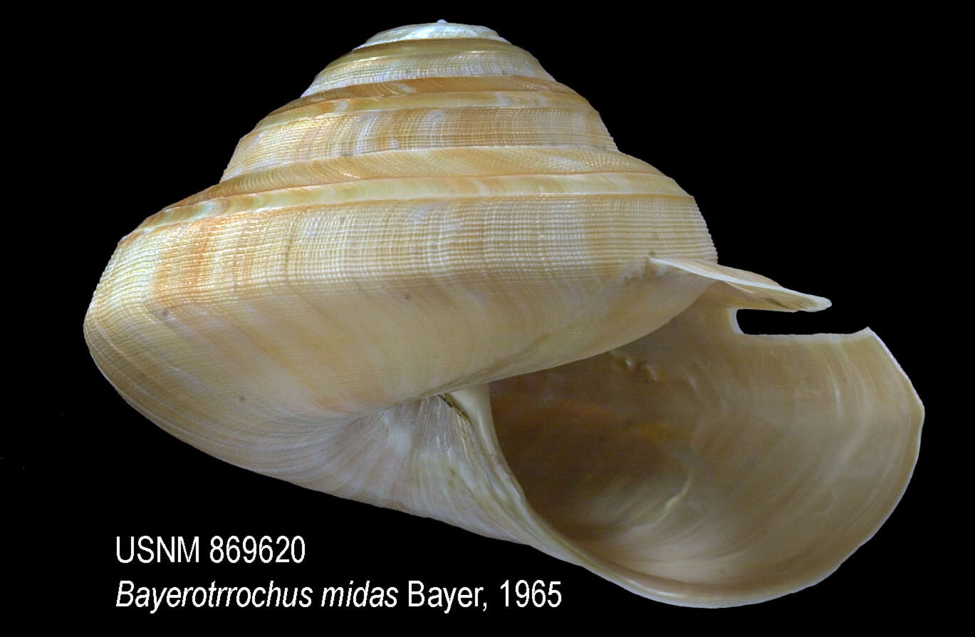 Image de Bayerotrochus midas (Bayer 1965)
