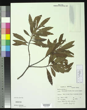 Image of Morella cerifera (L.) Small