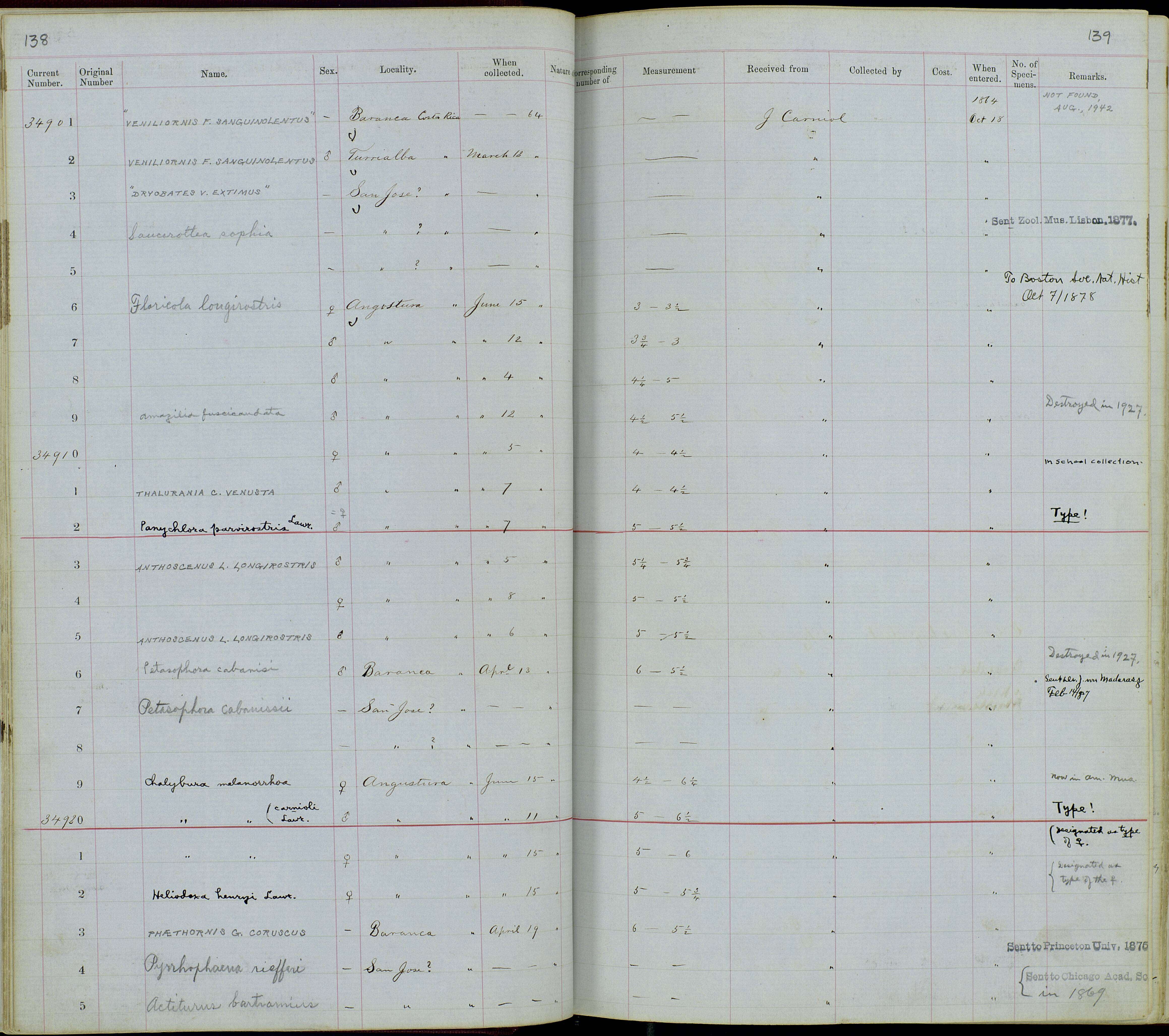 Plancia ëd Microchera albocoronata parvirostris (Lawrence 1865)