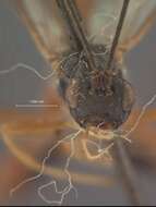 Image of Parasitoid wasp