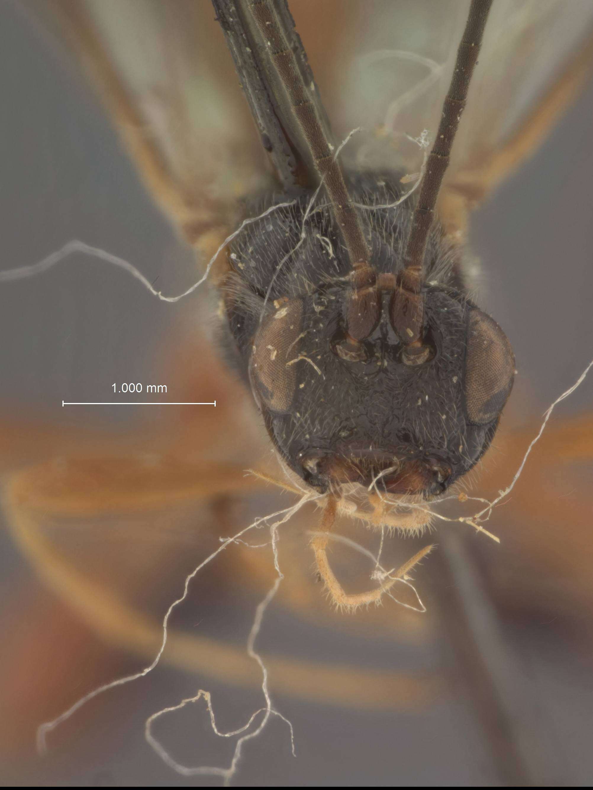 Image of Parasitoid wasp