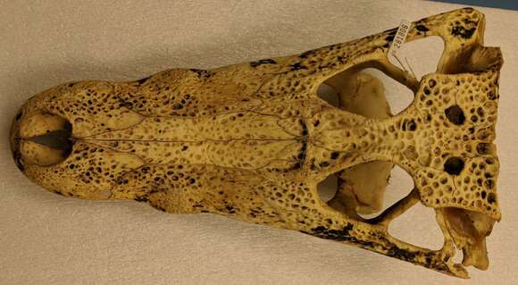 Image of Yacare caiman